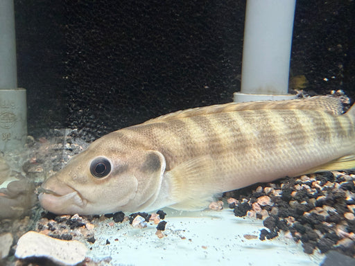 * Cichlids * Crenicichla (Batrachops) Cametana