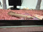 * Polypterus * Polypterus Ornatipinnis (Ornate Birchir) 5-6cm