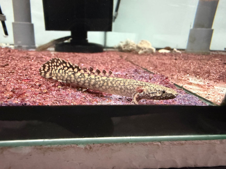 * Polypterus * Polypterus Ornatipinnis (Ornate Birchir) 5-6cm
