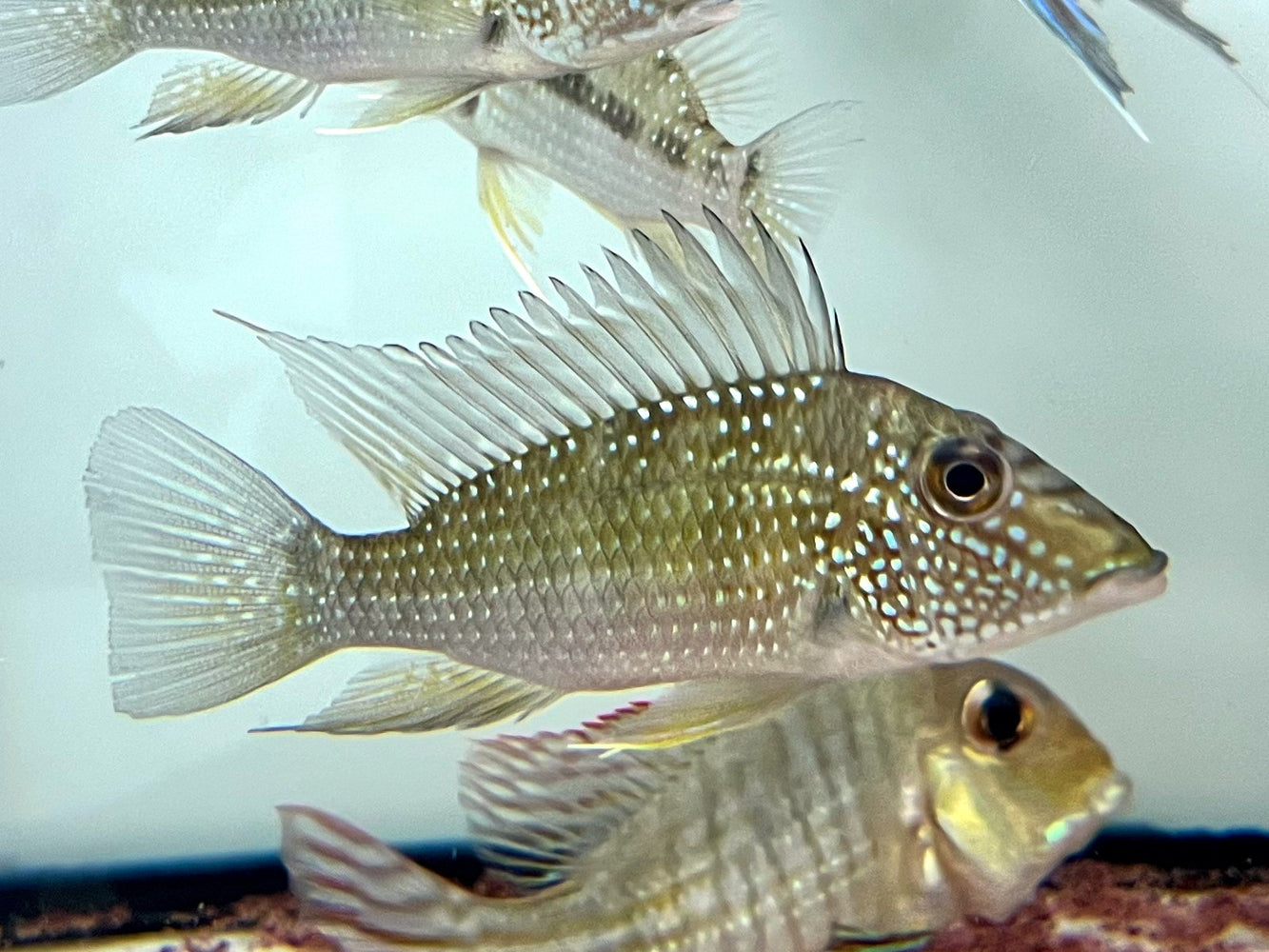 * Cichlids * Satanoperca Leucosticta 6-8cm