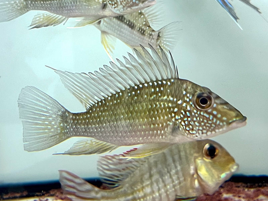 * Cichlids * Satanoperca Leucosticta 6-8cm