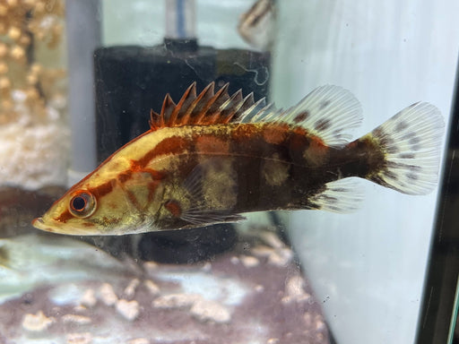 * Other Species * Siniperca chuatsi (Chinese Perch)