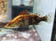 * Other Species * Siniperca chuatsi (Chinese Perch)