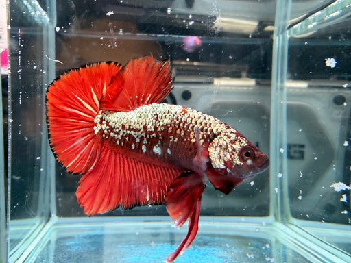 * Betta * HMPK (Actual Fish) #49