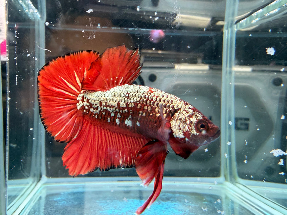 * Betta * HMPK (Actual Fish) #49