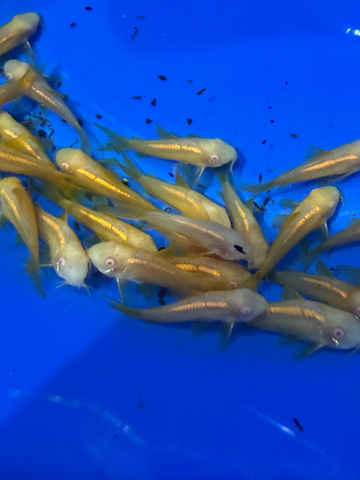 * Corydoras *  Osteogaster Aeneus sp. Gold Laser Albino (Albino Gold laser cory)