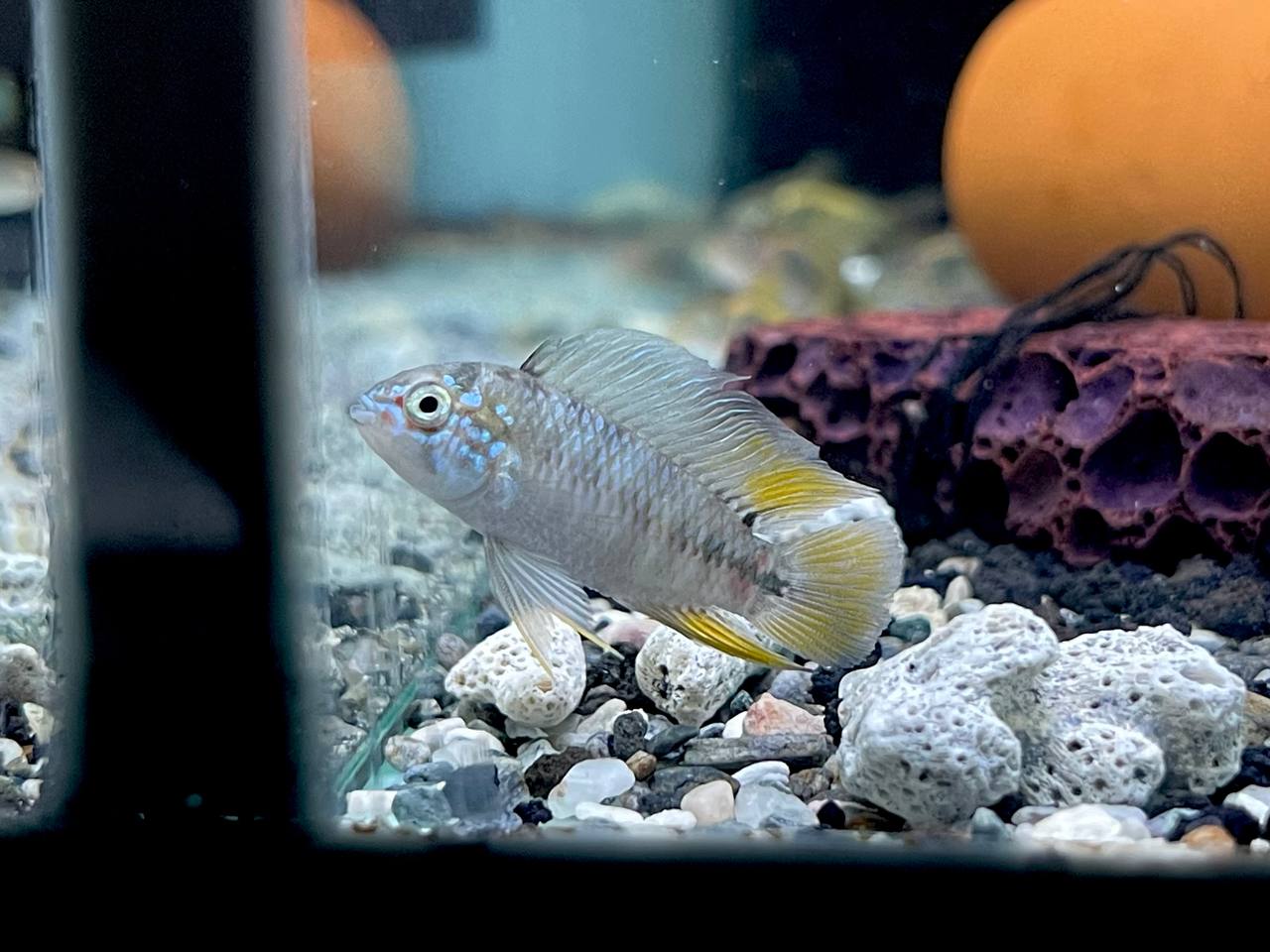 * Cichlids *  Apistogramma Borelli Opal (Pair)