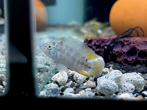 * Cichlids *  Apistogramma Borelli Opal (Pair)