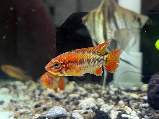 * Cichlids *  Apistogramma Macmasteri Super Red (Pair)