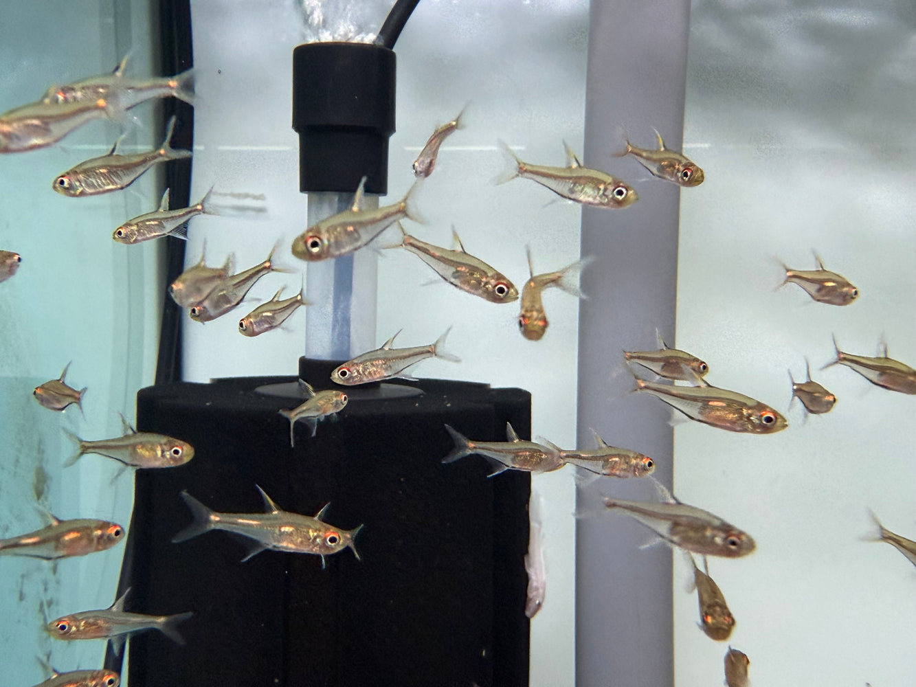 * Tetra/Barb  * Aphyoditeinae sp. Morse (Morse code tetra)