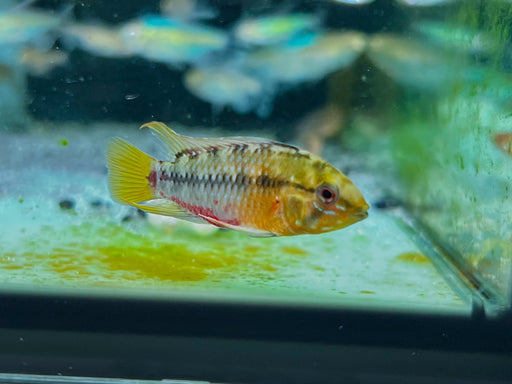 * Cichlids *  Apistogramma Hongsloi (Pair)
