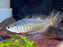 * Tetra/Barb  * Melanotaenia parkinsoni (Parkinson's Rainbowfish) 4-6cm