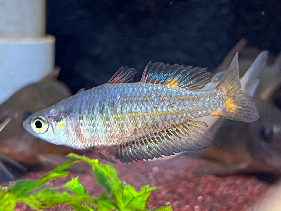 * Tetra/Barb  * Melanotaenia parkinsoni (Parkinson's Rainbowfish) 4-6cm