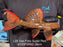 * Pleco *  Pseudacanthicus Pirarara (L25 Sao Felix Super Red) 28cm #25SFSR02 (Actual piece)