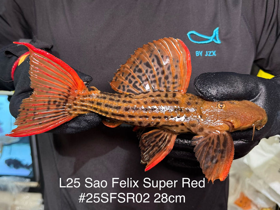 * Pleco *  Pseudacanthicus Pirarara (L25 Sao Felix Super Red) 28cm #25SFSR02 (Actual piece)