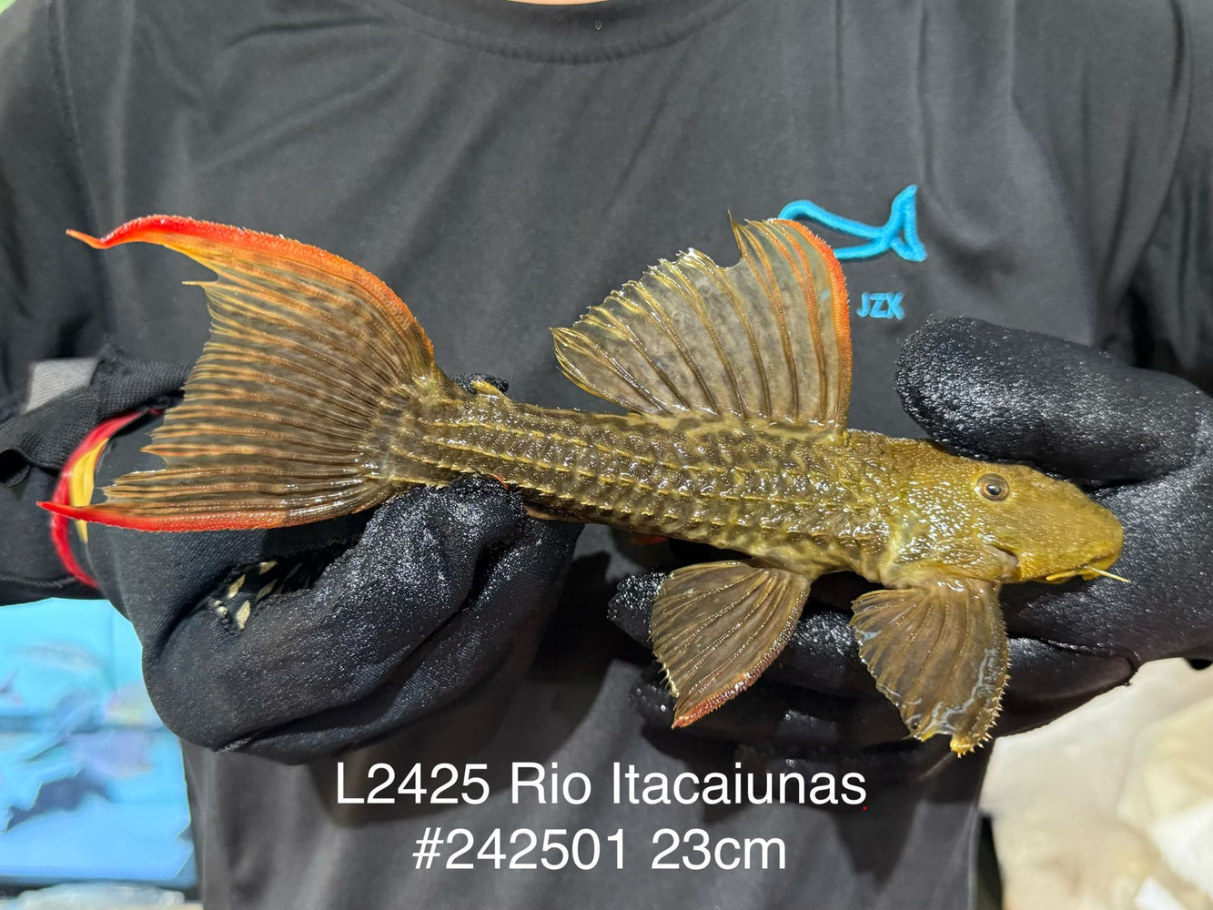 * Pleco *  Pseudacanthicus sp. L2425 “Rio Itacaiunas” #242501 (Actual piece)
