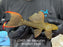 * Pleco *  Pseudacanthicus sp. L2425 “Rio Itacaiunas” #242501 (Actual piece)