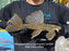 * Pleco *  Megalancistrus parananus “Yellow” #MEGA09 27cm (Actual piece)