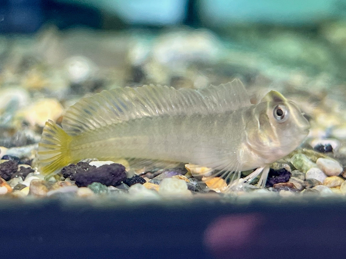 * Other Species * Omobranchus fasciolatoceps (Brachiosaurus Blenny)
