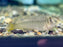 * Other Species * Omobranchus fasciolatoceps (Brachiosaurus Blenny)