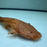 * Catfish *  Lophiosilurus Alexandri (Pacman Catfish) 22-24cm