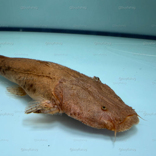 * Catfish *  Lophiosilurus Alexandri (Pacman Catfish) 22-24cm