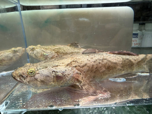 * Other Species * Oxyeleotris marmorata (Marbled Goby) “Soon Hock” 13-17cm