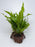 * Plants* Java Fern on Round coconut husk (cave) #JFRC2