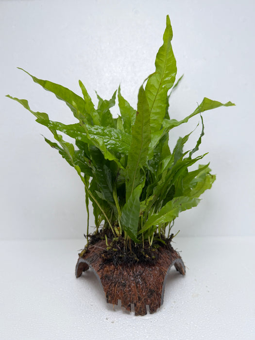 * Plants* Java Fern on Round coconut husk (cave) #JFRC2