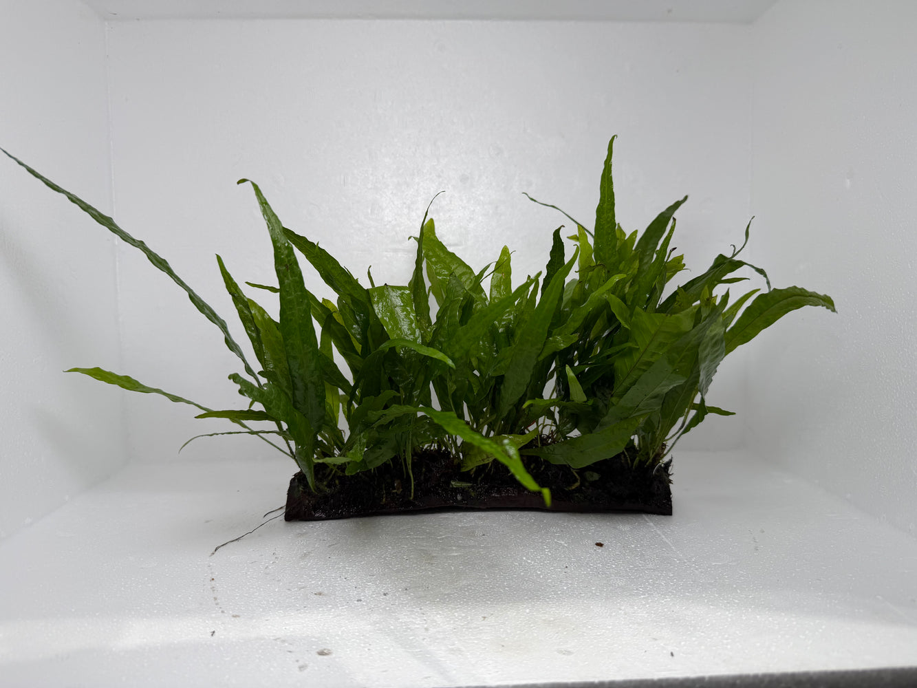 * Plants* Java Fern On Wood (L) #JFWL