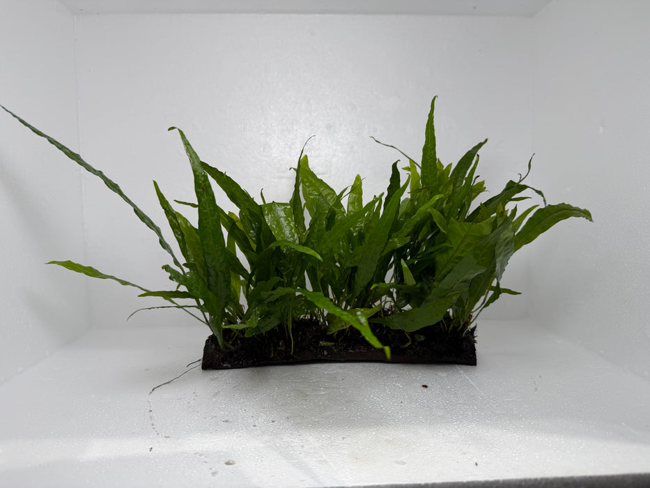 * Plants* Java Fern On Wood (L) #JFWL