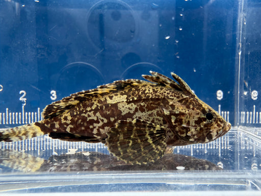 * Other Species * Neovespicula Deressifrons (Leaf Goblinfish) 4-6cm