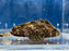 * Other Species * Neovespicula Deressifrons (Leaf Goblinfish) 4-6cm