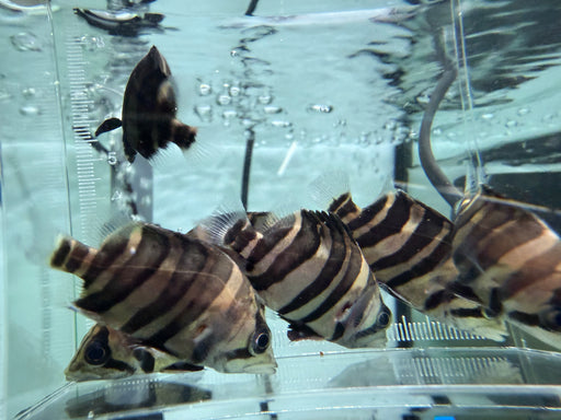 * Other Species * Datnioides microlepis Indonesian Tiger Perch (4 Bar IT) 5-7cm