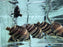 * Other Species * Datnioides microlepis Indonesian Tiger Perch (4 Bar IT) 5-7cm