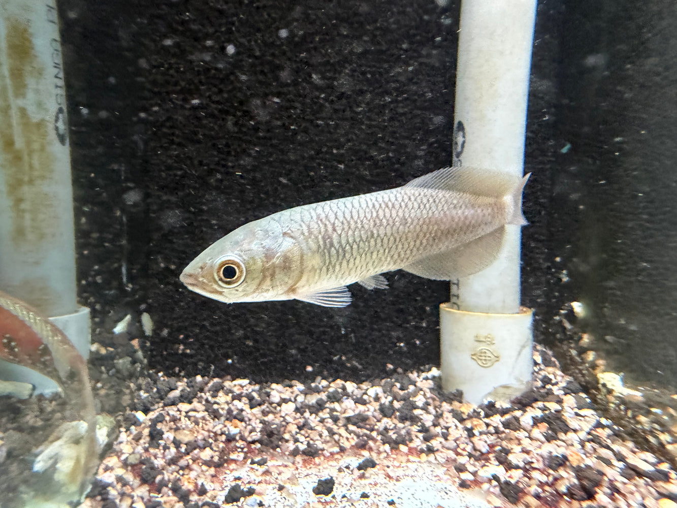 * Arowana * Heterotis niloticus (AFRO) (African arowana) 8-10cm