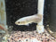 * Arowana * Heterotis niloticus (AFRO) (African arowana) 8-10cm