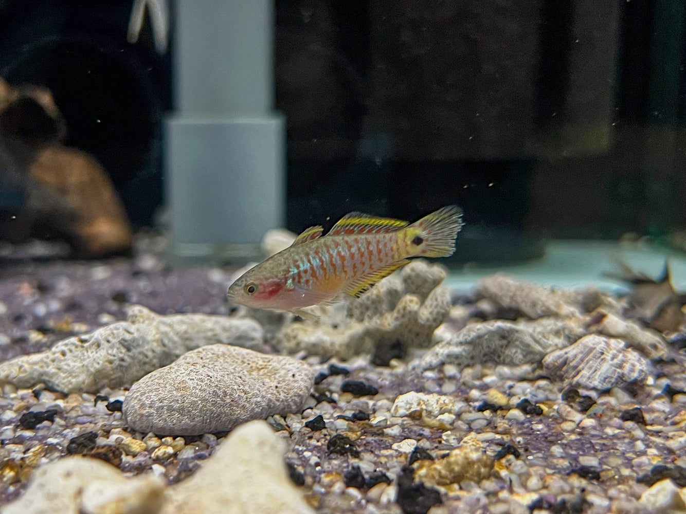 * Other Species *  Tateurndina ocellicauda (Peacock Gudgeon) 2-3cm