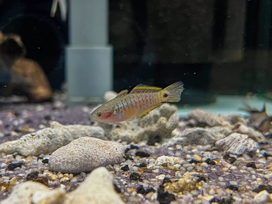 * Other Species *  Tateurndina ocellicauda (Peacock Gudgeon) 2-3cm