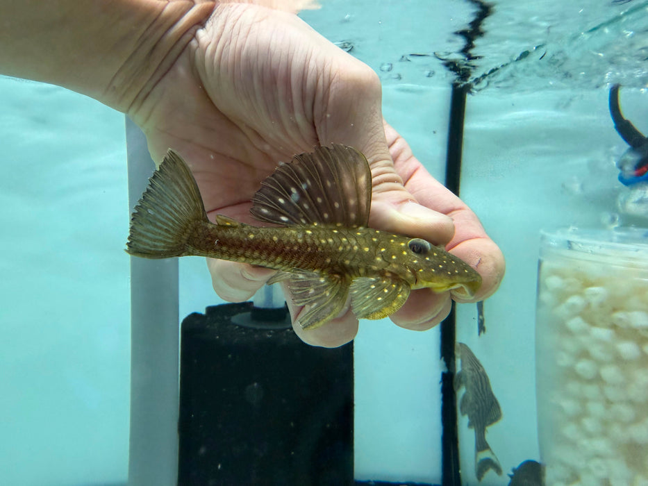 * Pleco *  Hypostomus Luteus Phase 1 (10-12cm)