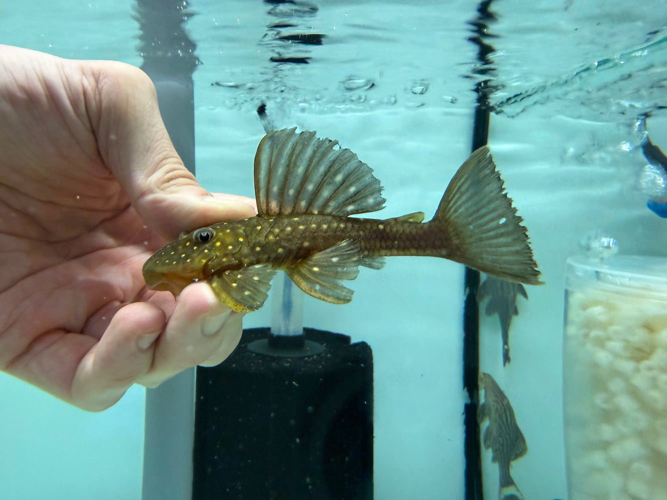 * Pleco *  Hypostomus Luteus Phase 1 (10-12cm)