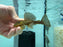 * Pleco *  Hypostomus Luteus Phase 1 (10-12cm)