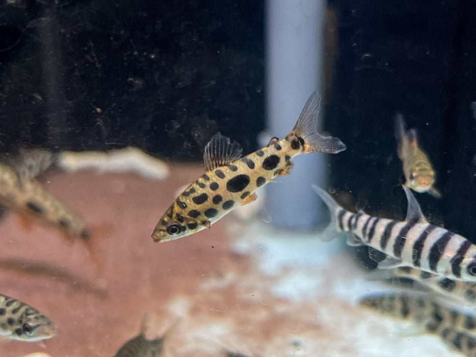 * Other Species * Leporinus Granti (Strawberry Leporinus)