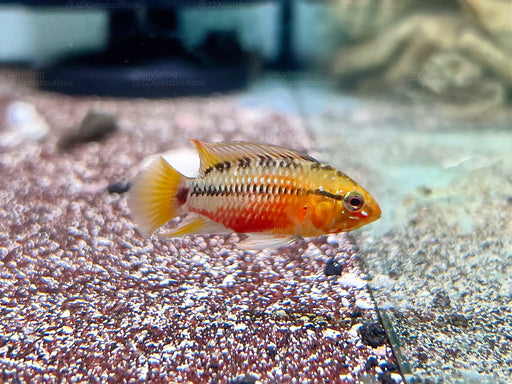 * Cichlids *  Apistogramma Hongsloi (Pair)