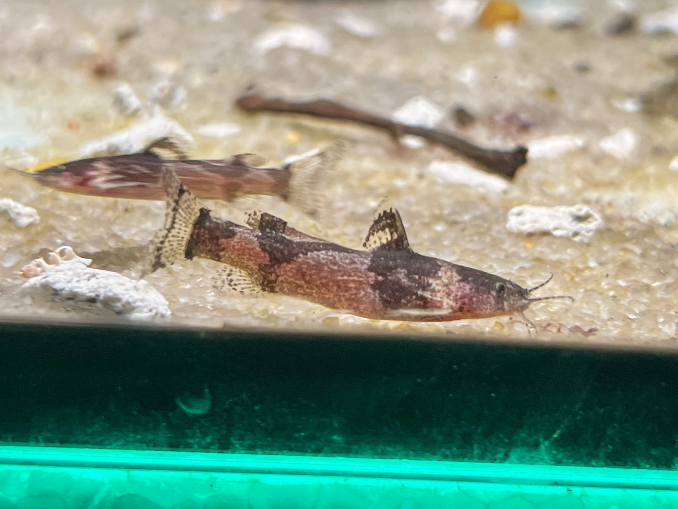* Catfish *  Microglanis Iheringi (Dwarf Bumblebee Catfish)