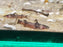 * Catfish *  Microglanis Iheringi (Dwarf Bumblebee Catfish)