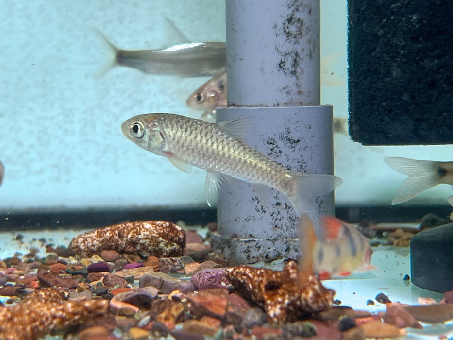* Other Species * Tor Tambroides (Red Mahseer) 6-9cm