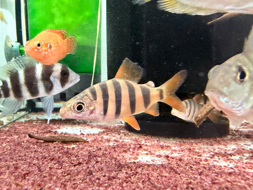 * Other Species * Distichodus Sexfaciatus “majestic shelter” 5-7cm