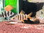 * Other Species * Distichodus Sexfaciatus “majestic shelter” 5-7cm