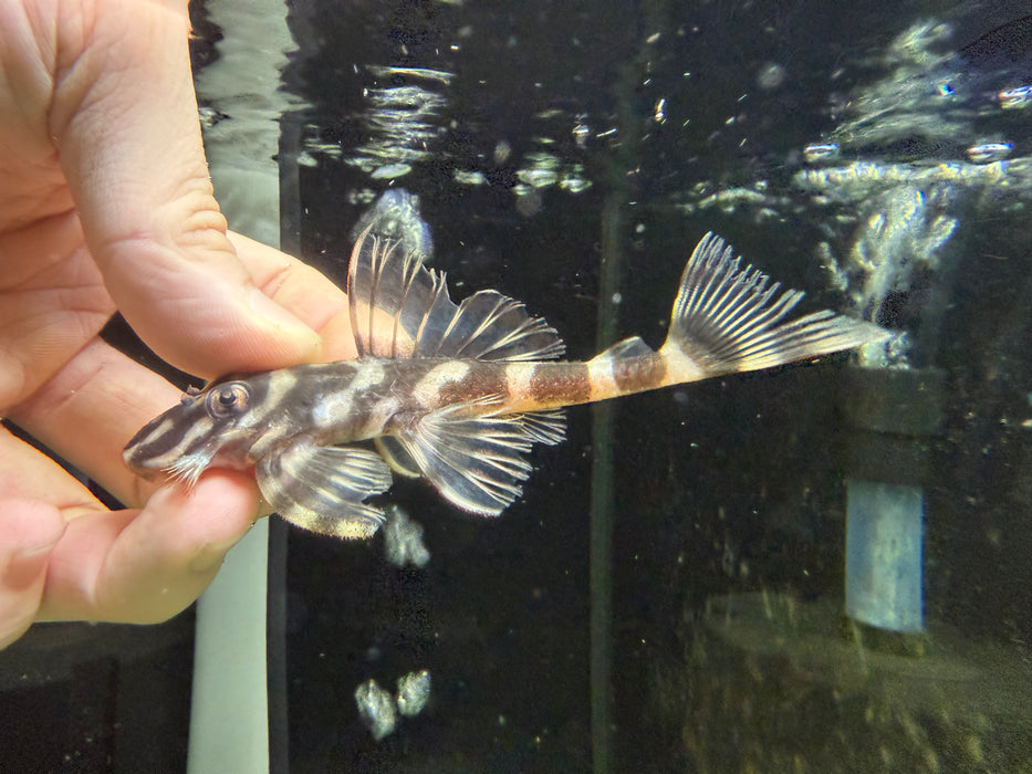 * Pleco * Dekeyseria picta (L52) Butterfly Pleco 10-12cm